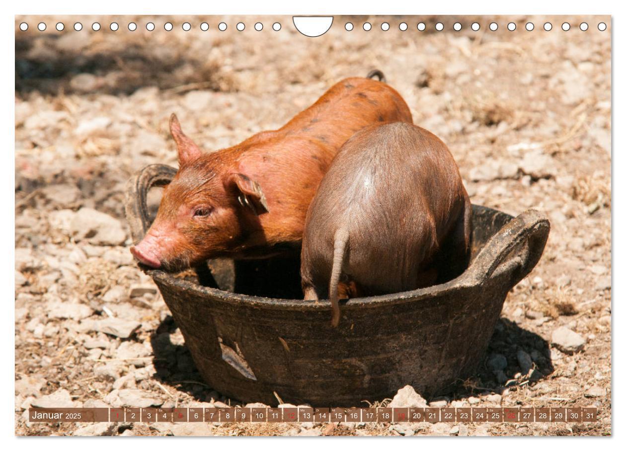 Bild: 9783435196210 | Glückliche Schweine Berkshire-Iberico Ferkel (Wandkalender 2025 DIN...