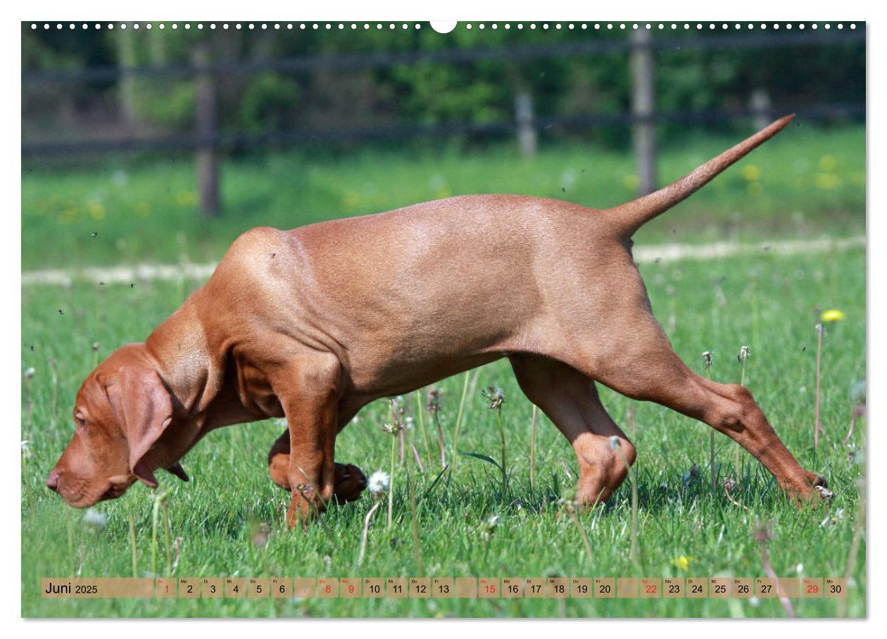 Bild: 9783435794157 | Magyar Vizsla - Vielseitiger Jagdhund mit Familienanschluss...