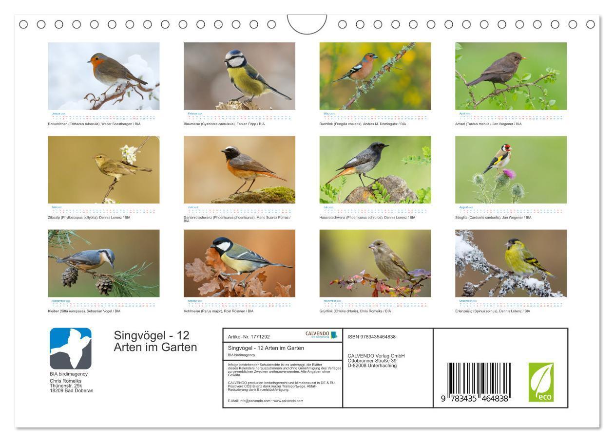 Bild: 9783435464838 | Singvögel - 12 Arten im Garten (Wandkalender 2025 DIN A4 quer),...