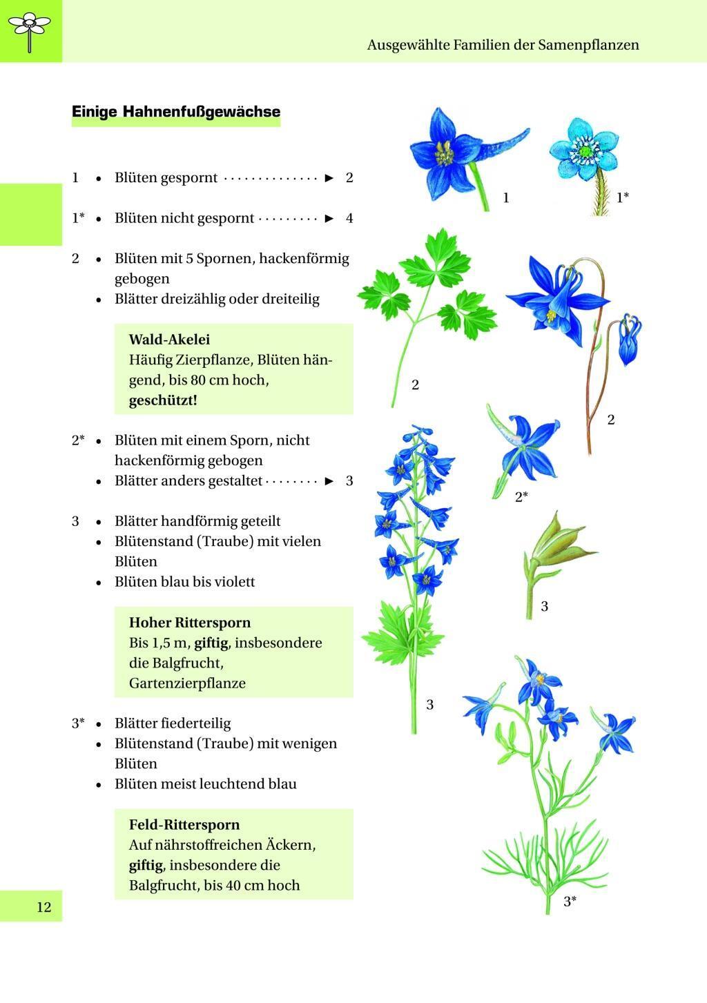 Bild: 9783898184939 | Schüler bestimmen Pflanzen | Erwin Zabel | Buch | Deutsch | 2006
