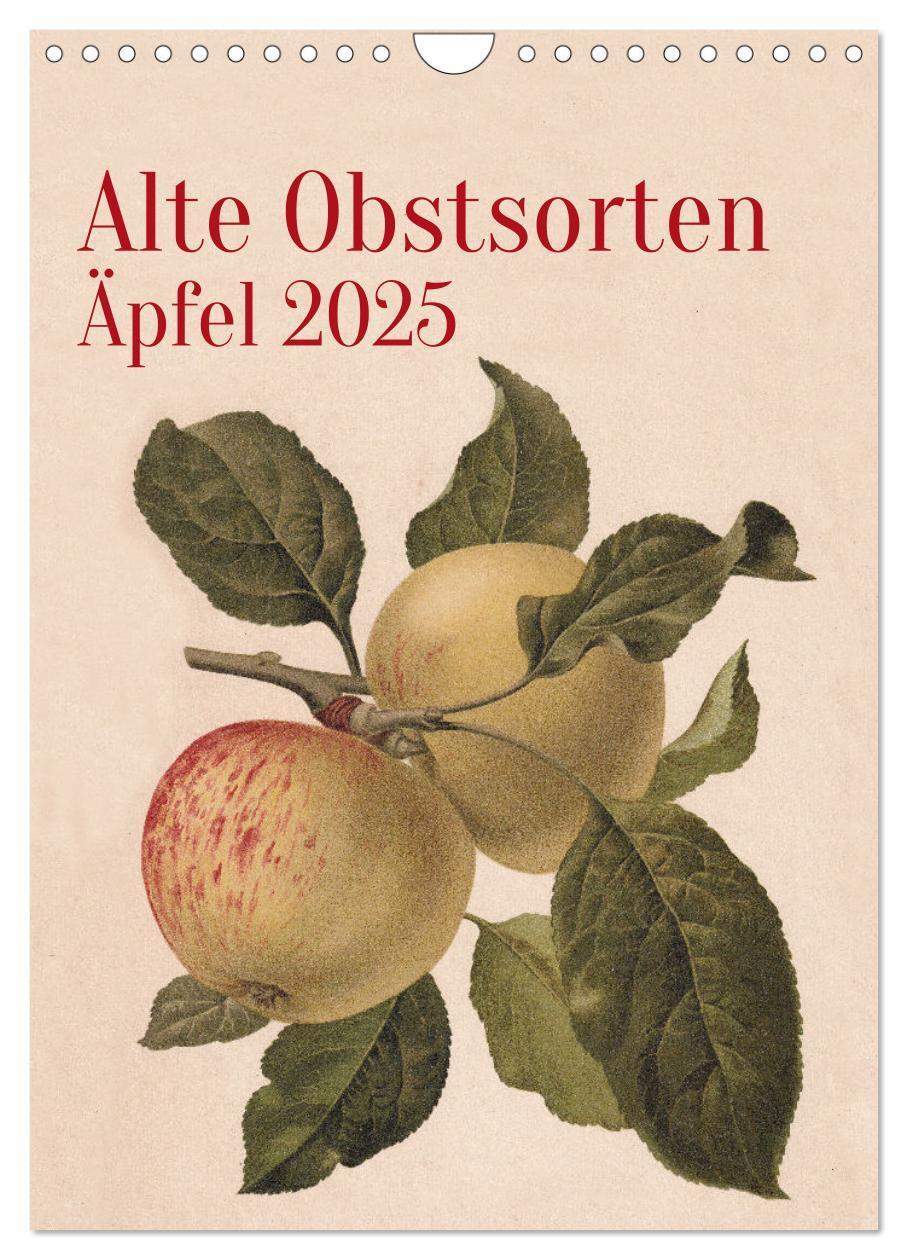 Cover: 9783457204382 | Alte Obstsorten - Äpfel 2025 (Wandkalender 2025 DIN A4 hoch),...