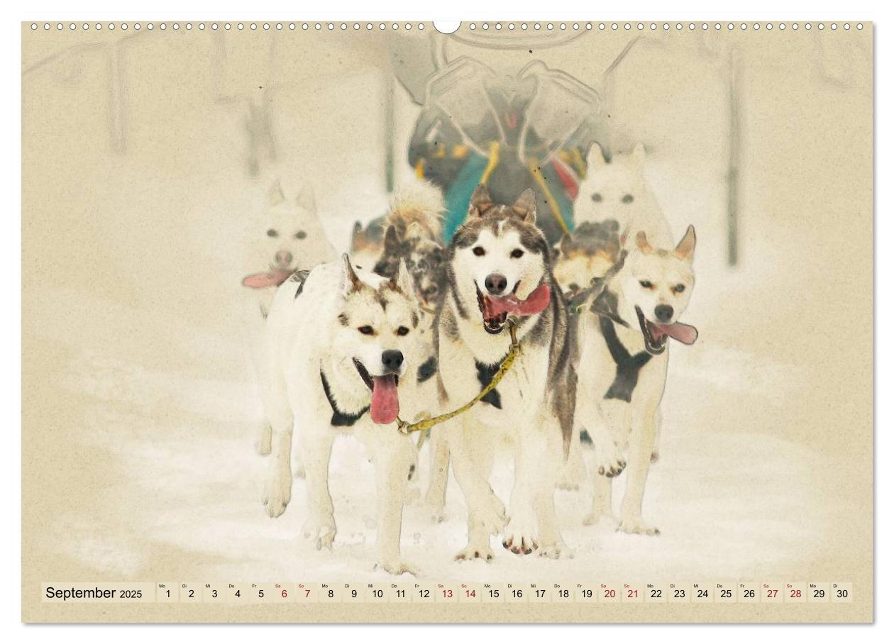 Bild: 9783435705955 | Schlittenhunde 2025 (Wandkalender 2025 DIN A2 quer), CALVENDO...