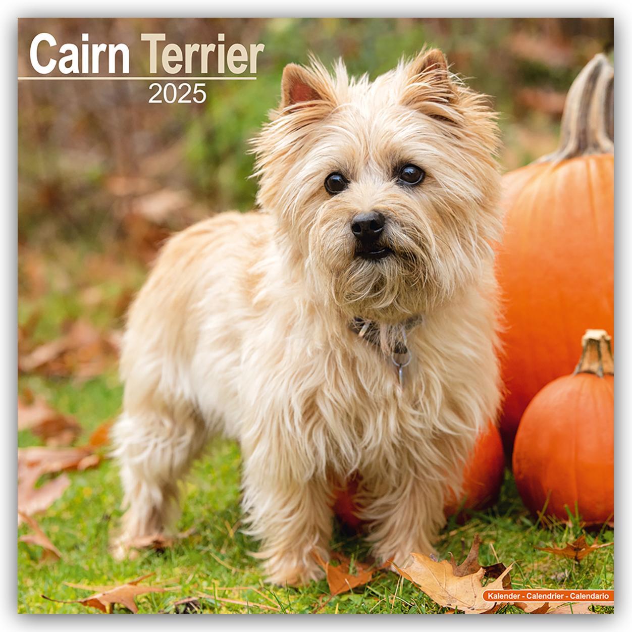 Cover: 9781804603253 | Cairn Terrier - Cairn Terrier 2025 - 16-Monatskalender | Ltd | 13 S.