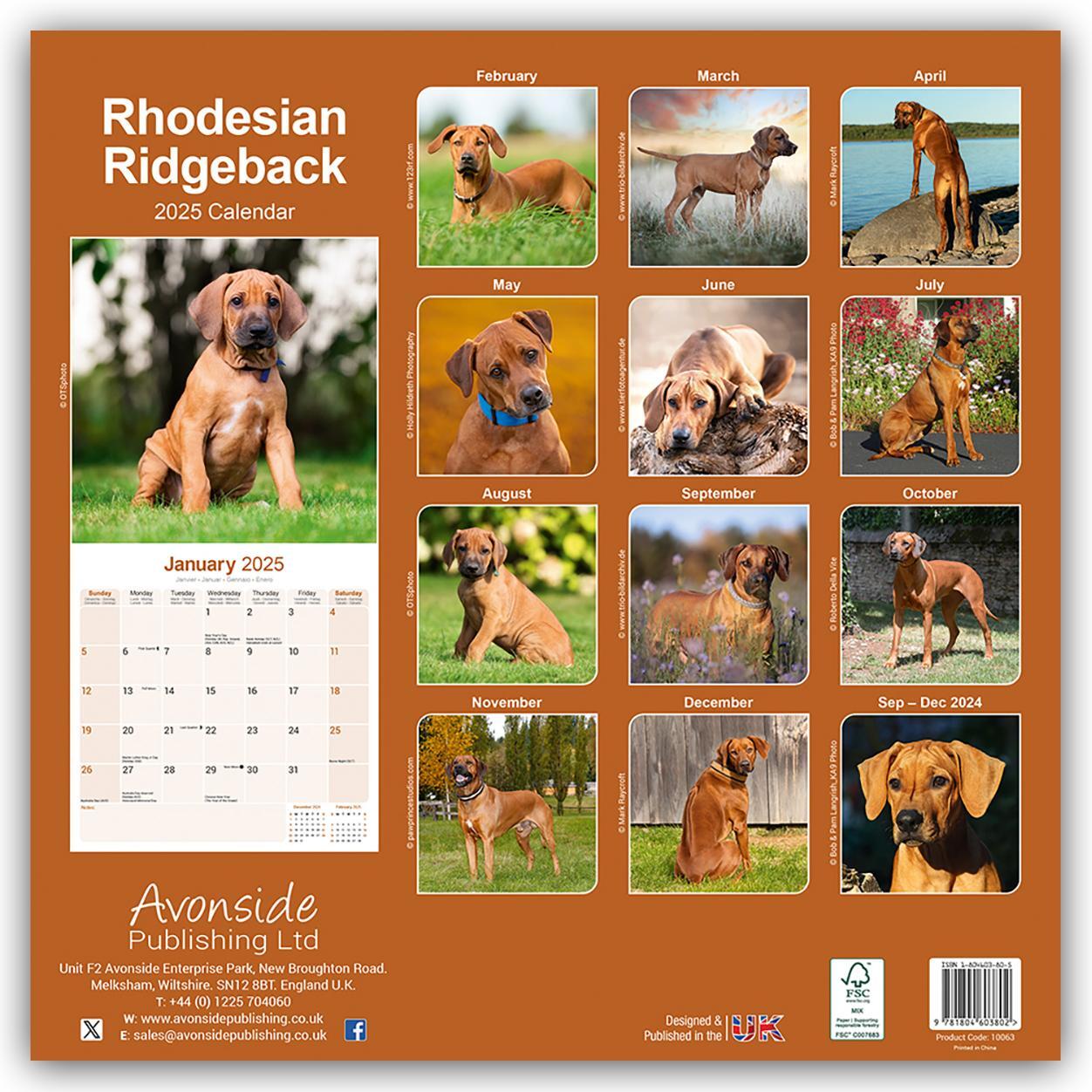 Rückseite: 9781804603802 | Rhodesian Ridgeback - Afrikanischer Löwenhund 2025 - 16-Monatskalender