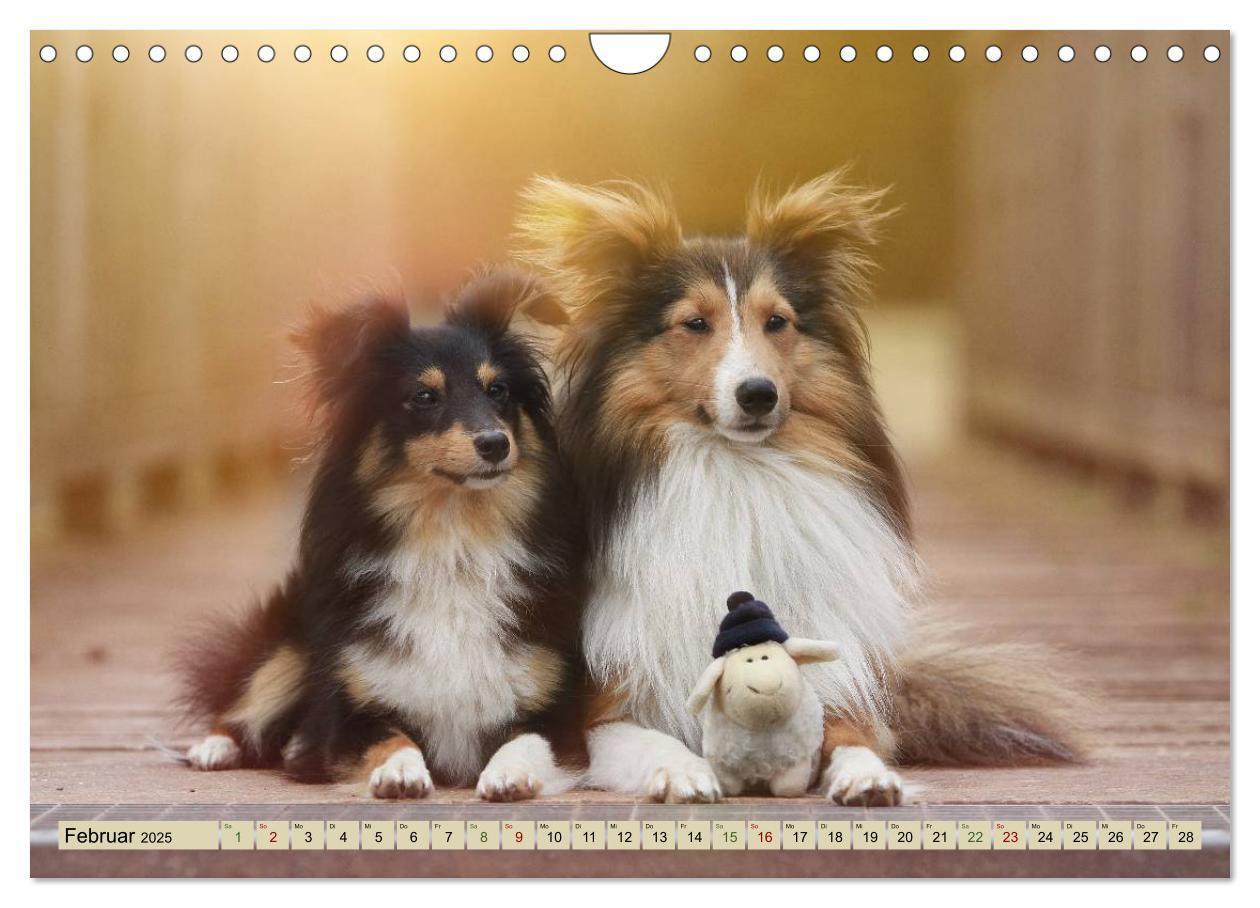 Bild: 9783435423705 | SHELTIES Liebe auf 4 Pfoten (Wandkalender 2025 DIN A4 quer),...