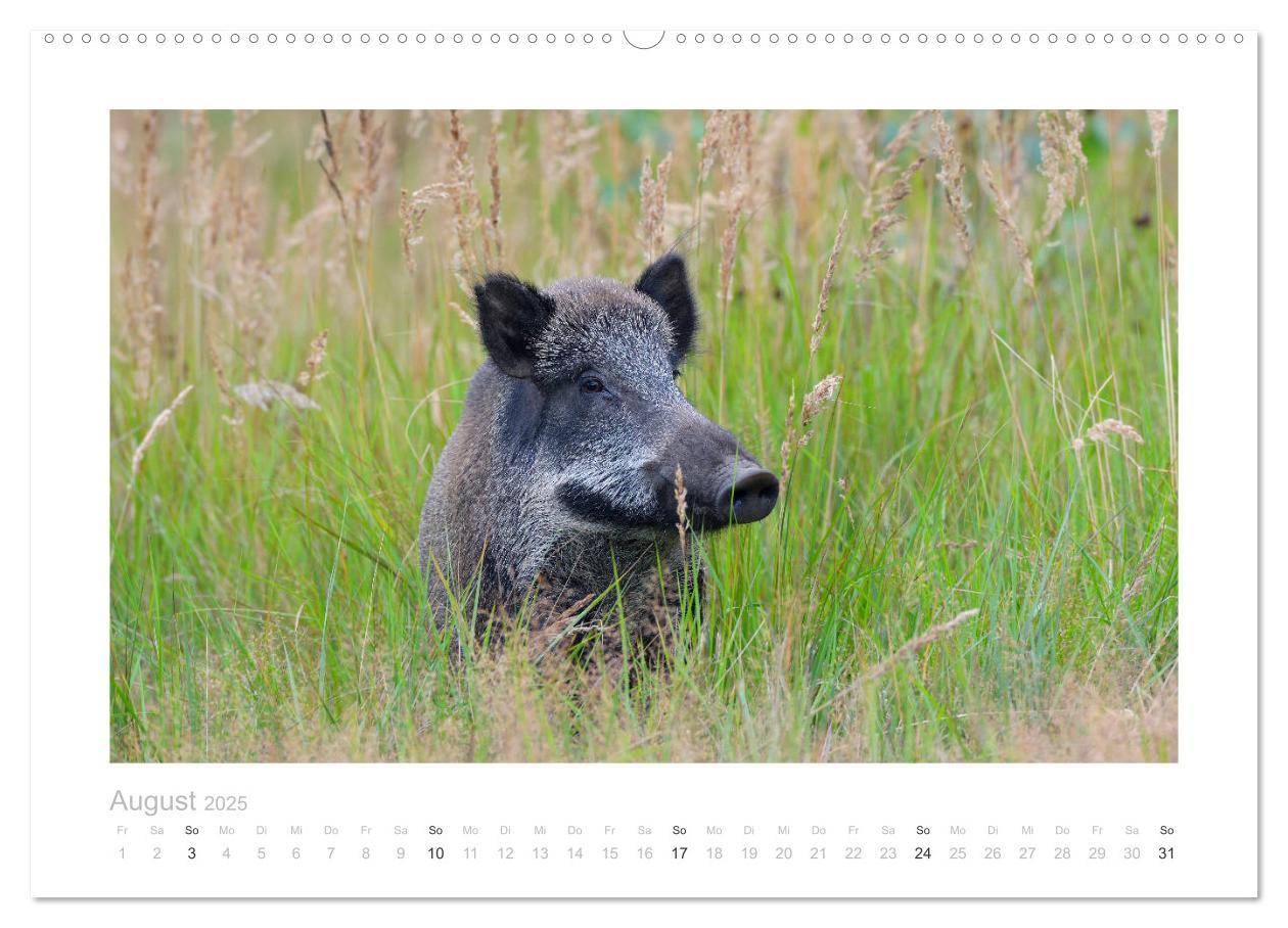 Bild: 9783383947681 | Wildschweine ¿ Wildlife Fotografien (Wandkalender 2025 DIN A2...