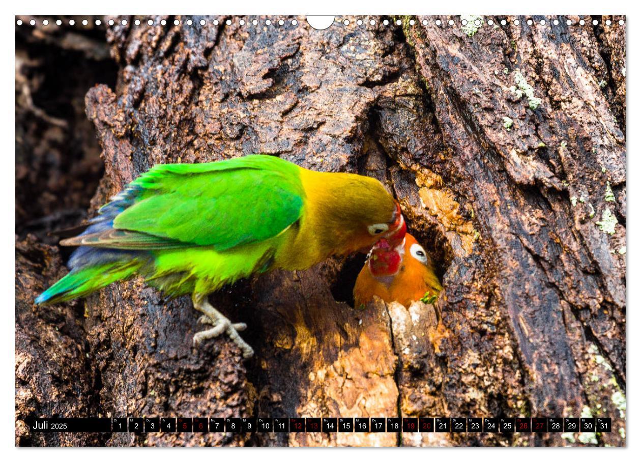 Bild: 9783435342167 | Tansania - Tierwanderung in der Serengeti (Wandkalender 2025 DIN A3...