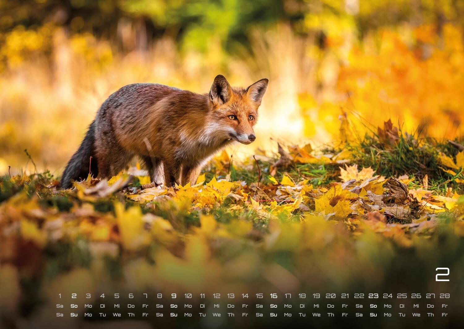 Bild: 9783986734435 | Waldtiere - Heimische Waldbewohner - Der Tierkalender - 2025 -...