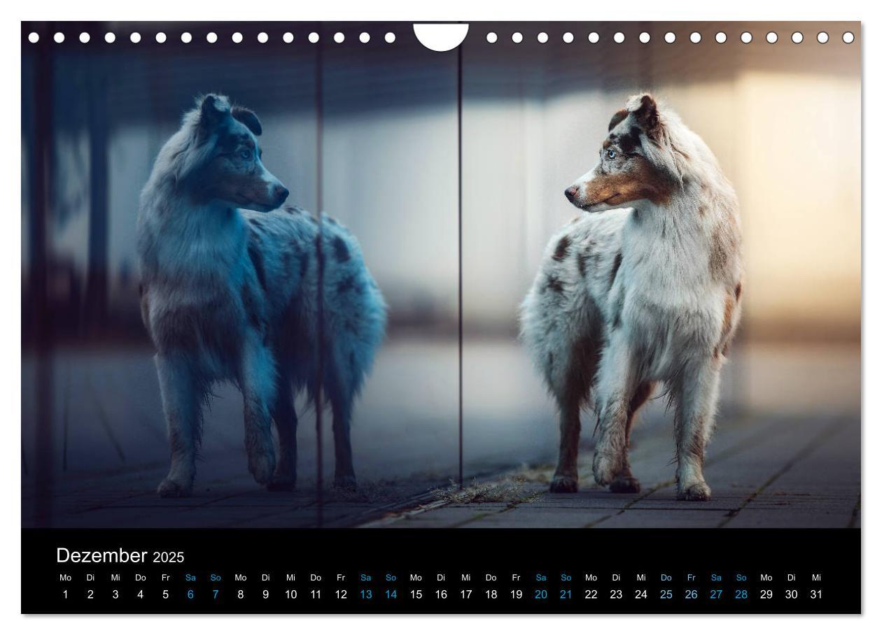 Bild: 9783435233502 | Australian Shepherd - Vielfalt in einer Rasse (Wandkalender 2025...