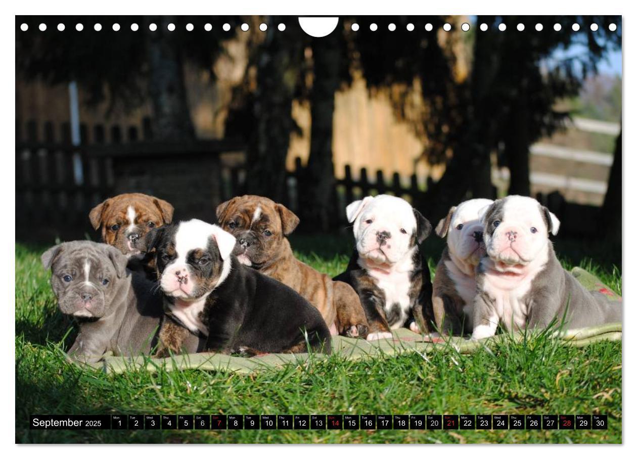 Bild: 9781325965977 | Bulldogs - Old English Bulldog Puppies (Wall Calendar 2025 DIN A4...