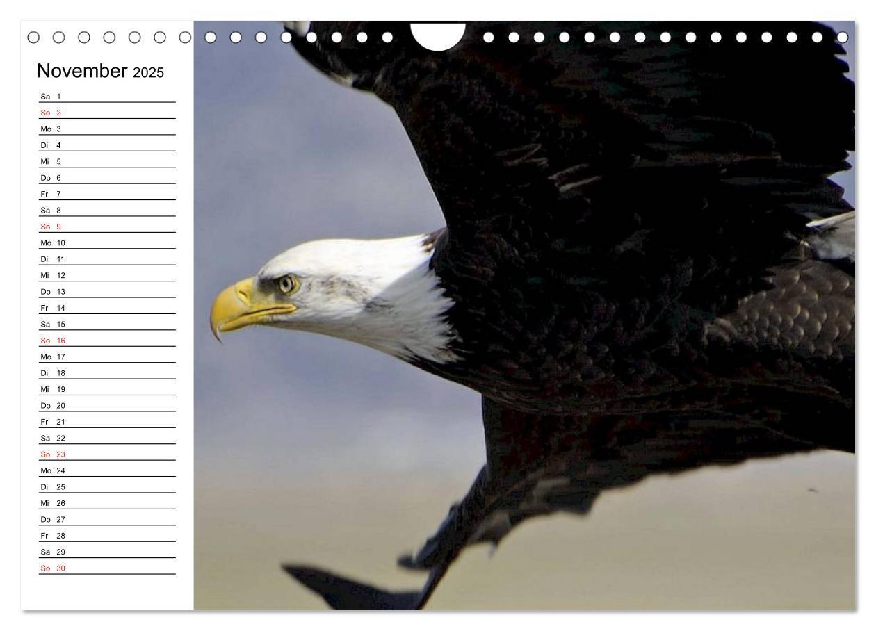 Bild: 9783435510337 | Weißkopfseeadler. Symbol der Freiheit (Wandkalender 2025 DIN A4...