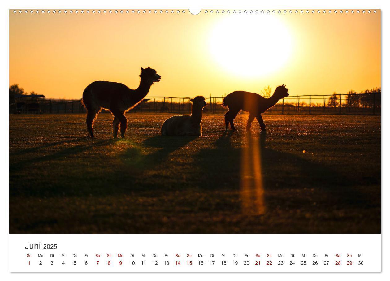 Bild: 9783435003068 | Lamas und Alpakas - Die weichen Neuweltkamele. (Wandkalender 2025...