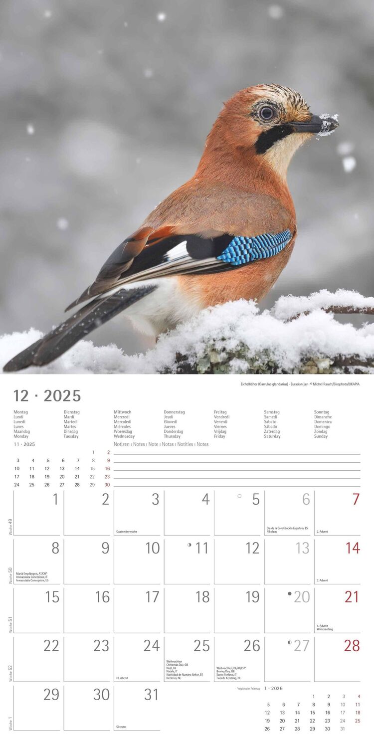 Bild: 4251732340728 | Vögel 2025 - Broschürenkalender 30x30 cm (30x60 geöffnet) -...