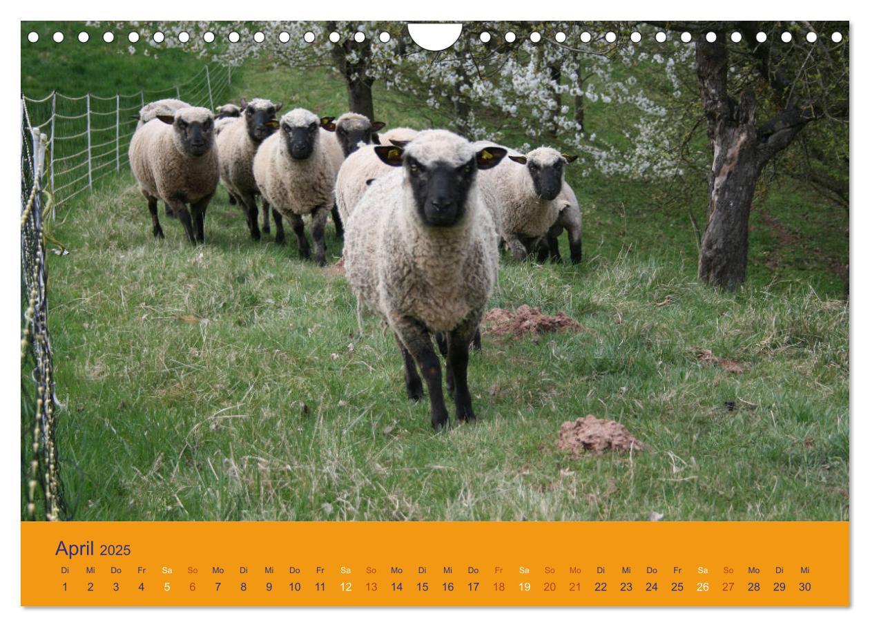 Bild: 9783435249985 | Shropshire Schafe (Wandkalender 2025 DIN A4 quer), CALVENDO...