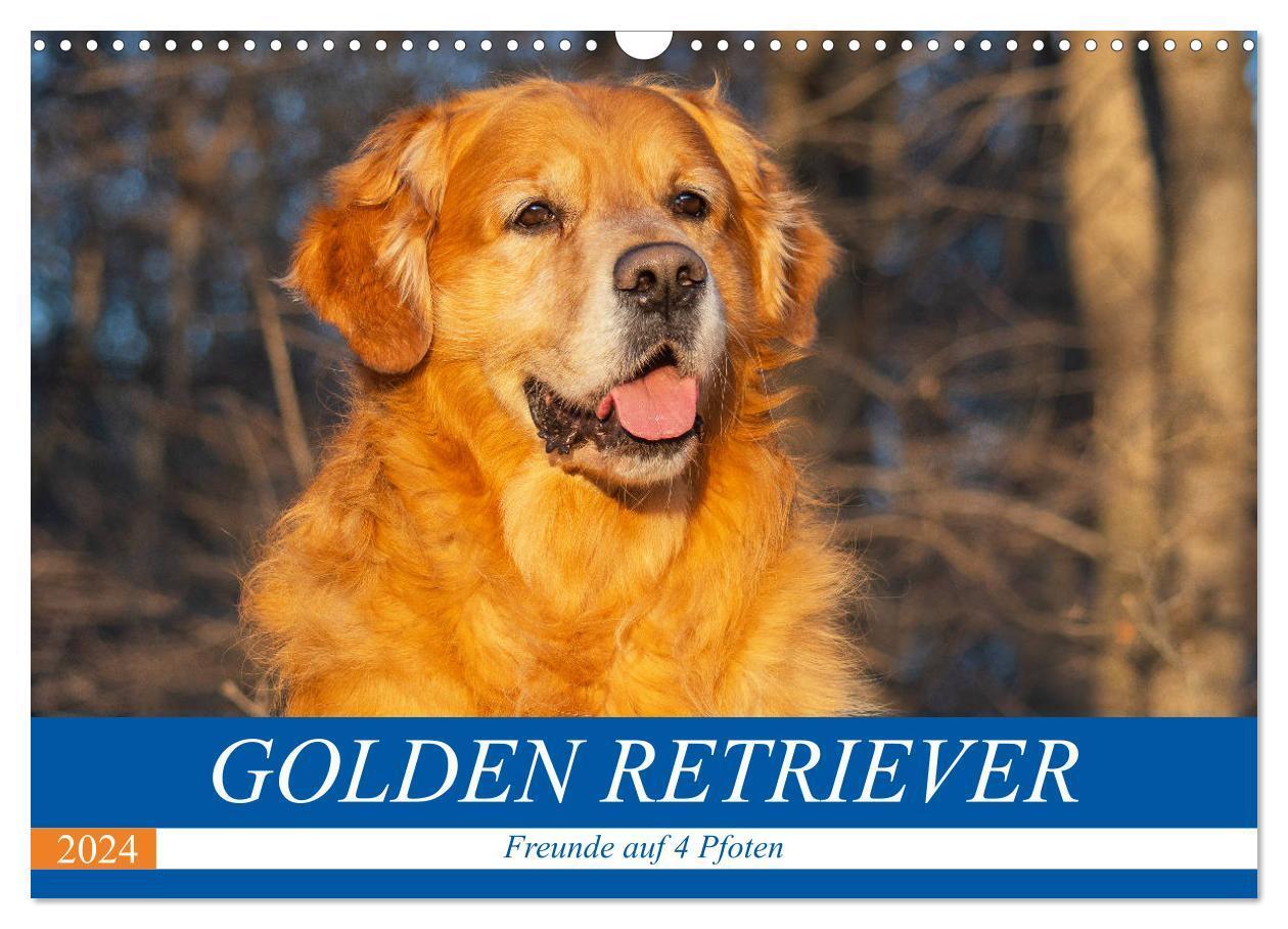Cover: 9783383040788 | Golden Retriever - Freunde auf 4 Pfoten (Wandkalender 2024 DIN A3...