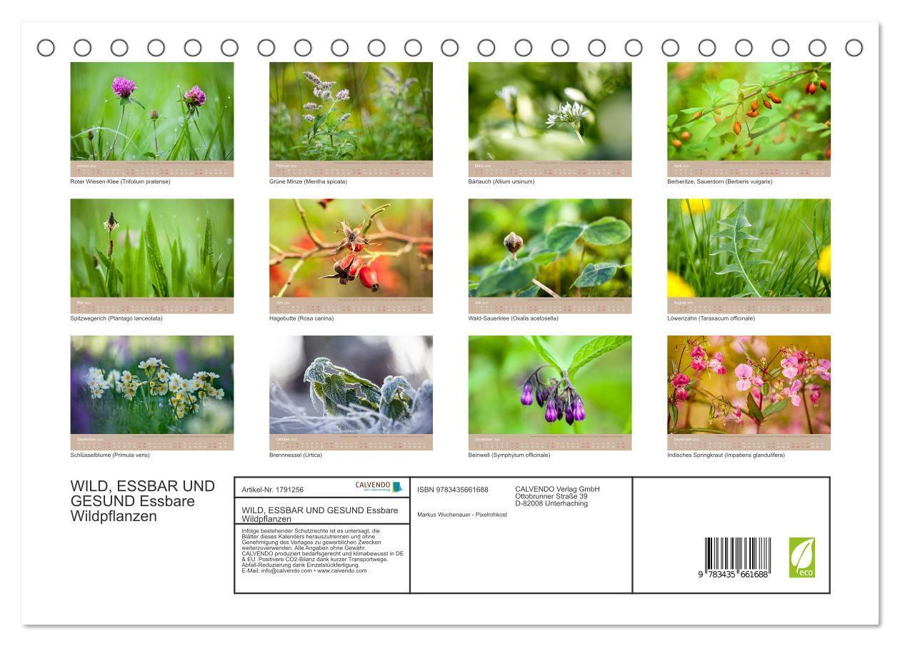 Bild: 9783435661688 | WILD, ESSBAR UND GESUND Essbare Wildpflanzen (Tischkalender 2025...