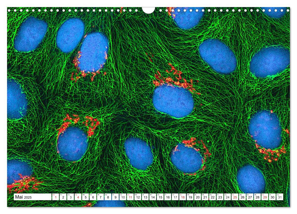 Bild: 9783435483853 | Mikrobiologie. Mikroorganismen, Genetik und Zellen (Wandkalender...