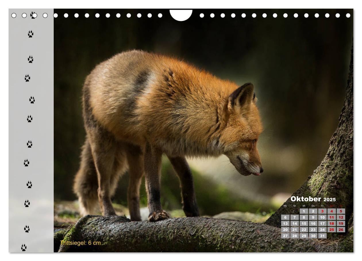 Bild: 9783435384198 | Tierspuren in der Natur (Wandkalender 2025 DIN A4 quer), CALVENDO...