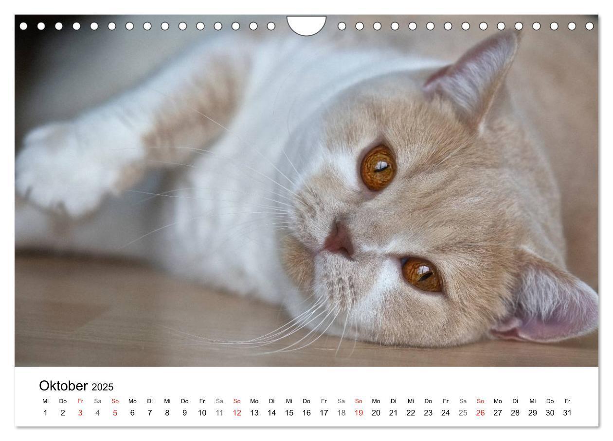 Bild: 9783435727605 | Rassekatzen 2025 (Wandkalender 2025 DIN A4 quer), CALVENDO...