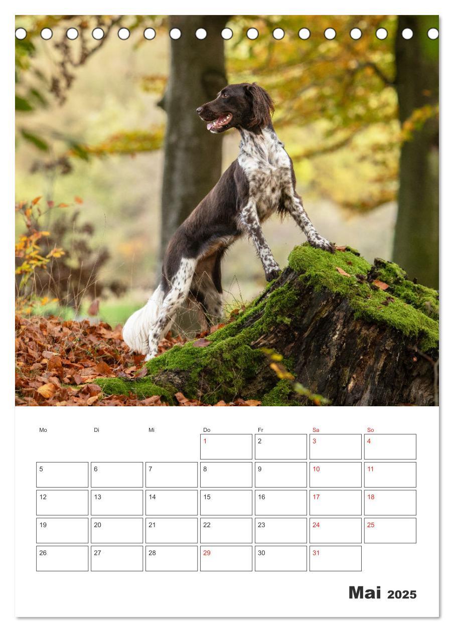 Bild: 9783457163429 | Geboren um zu Jagen. Der kleine Münsterländer (Tischkalender 2025...