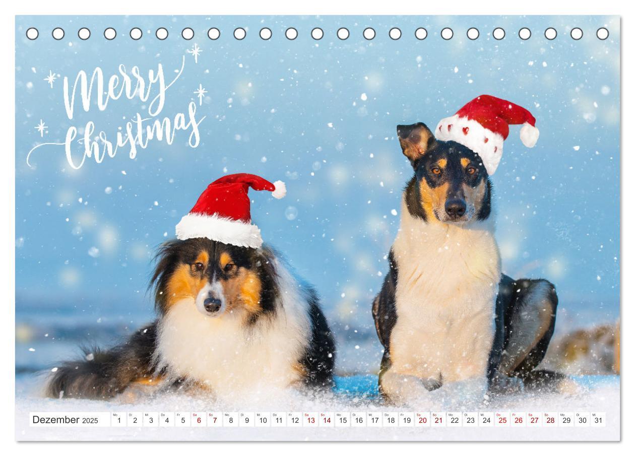 Bild: 9783457153239 | Ein Freund fürs Leben - Smooth Collie (Tischkalender 2025 DIN A5...