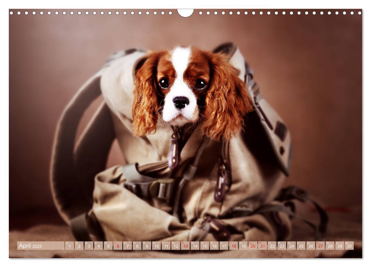 Bild: 9783435179978 | Der Welpenkalender - Cavalier King Charles Spaniel (Wandkalender...