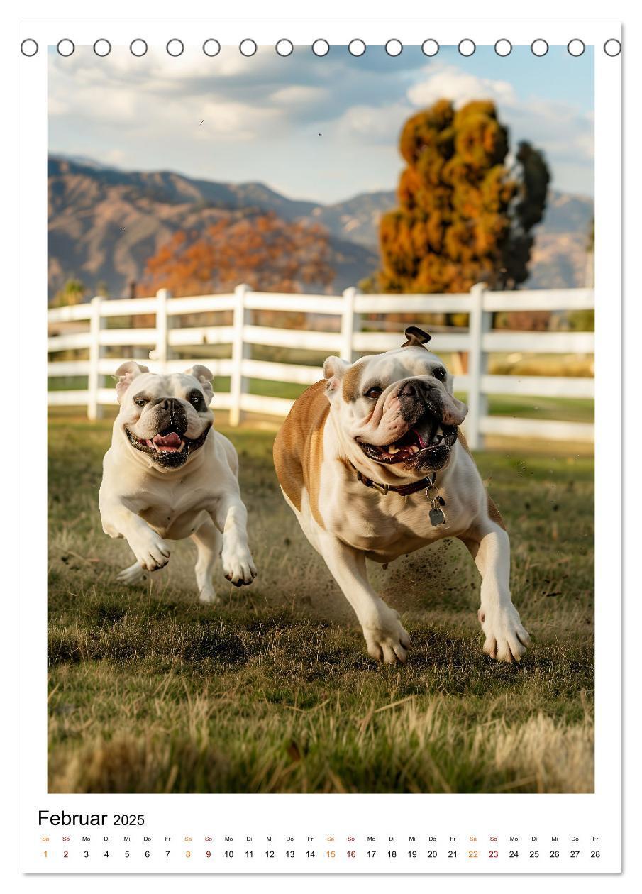 Bild: 9783457175767 | Englische Bulldogge - sanfter Kumpel (Tischkalender 2025 DIN A5...