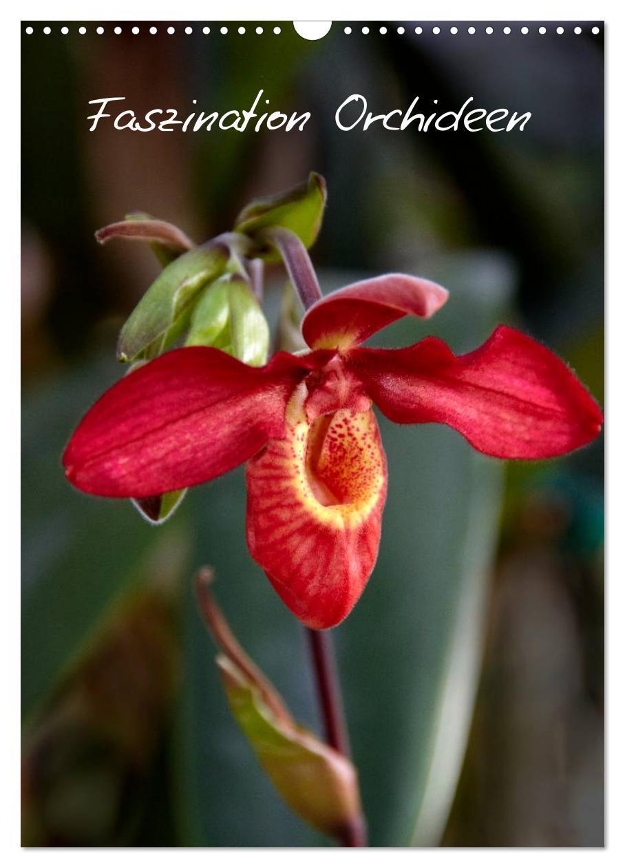 Cover: 9783675965690 | Faszination Orchideen (Wandkalender 2024 DIN A3 hoch), CALVENDO...