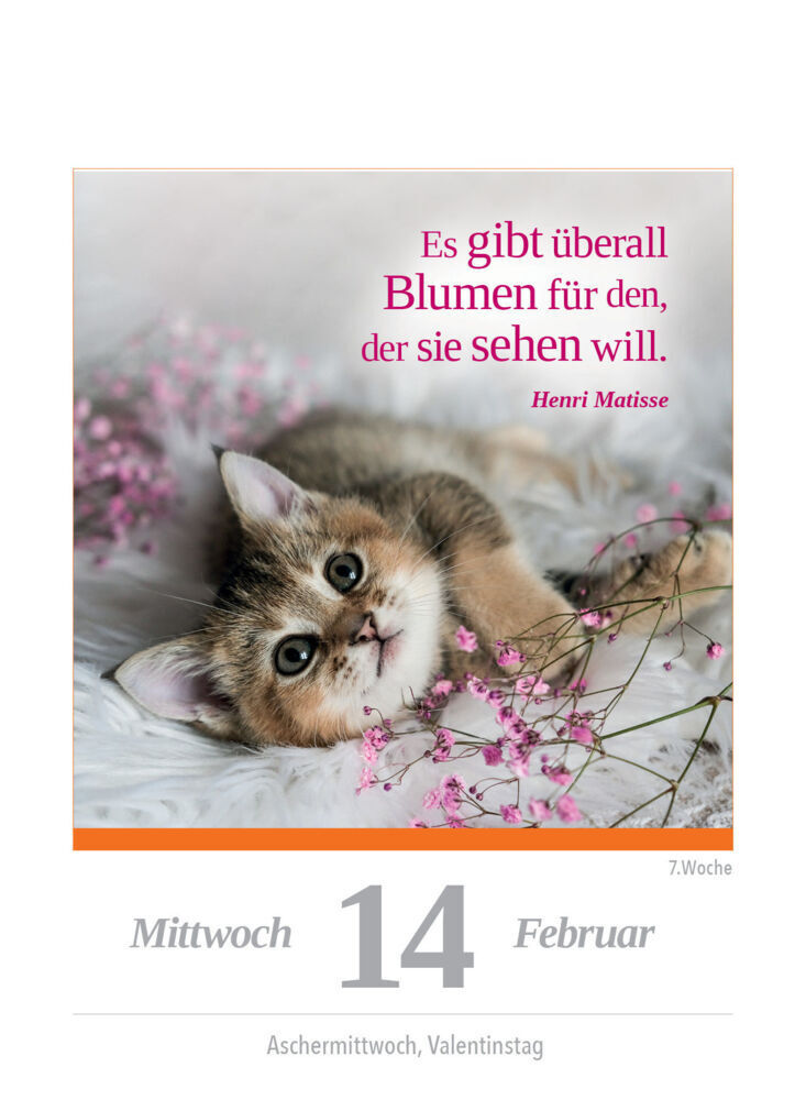 Bild: 9783517102108 | Eine Katze für jeden Tag 2024 - Tagesabreißkalender zum Aufstellen...