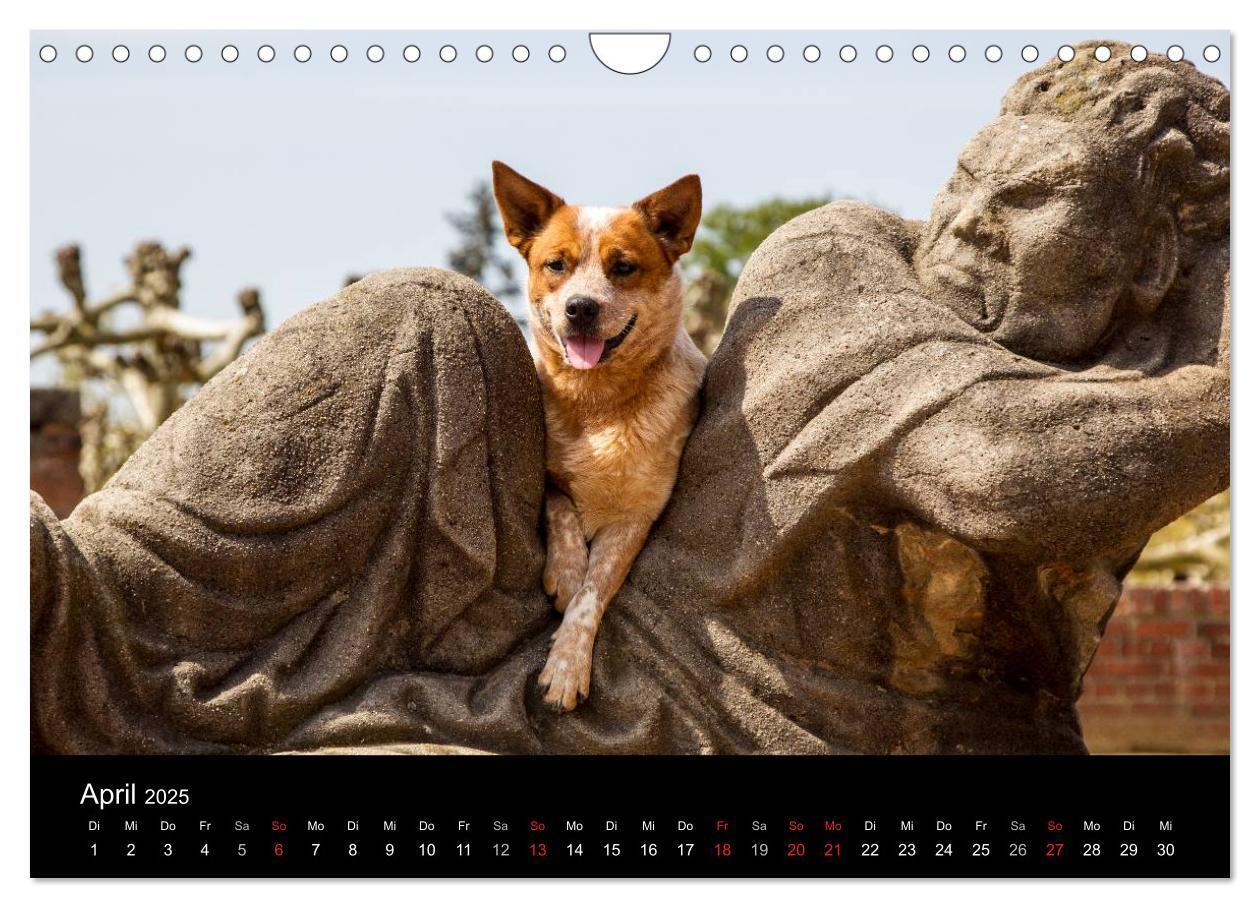 Bild: 9783435463947 | Australian Cattle Dogs zwischen Kunst und Kultur (Wandkalender 2025...