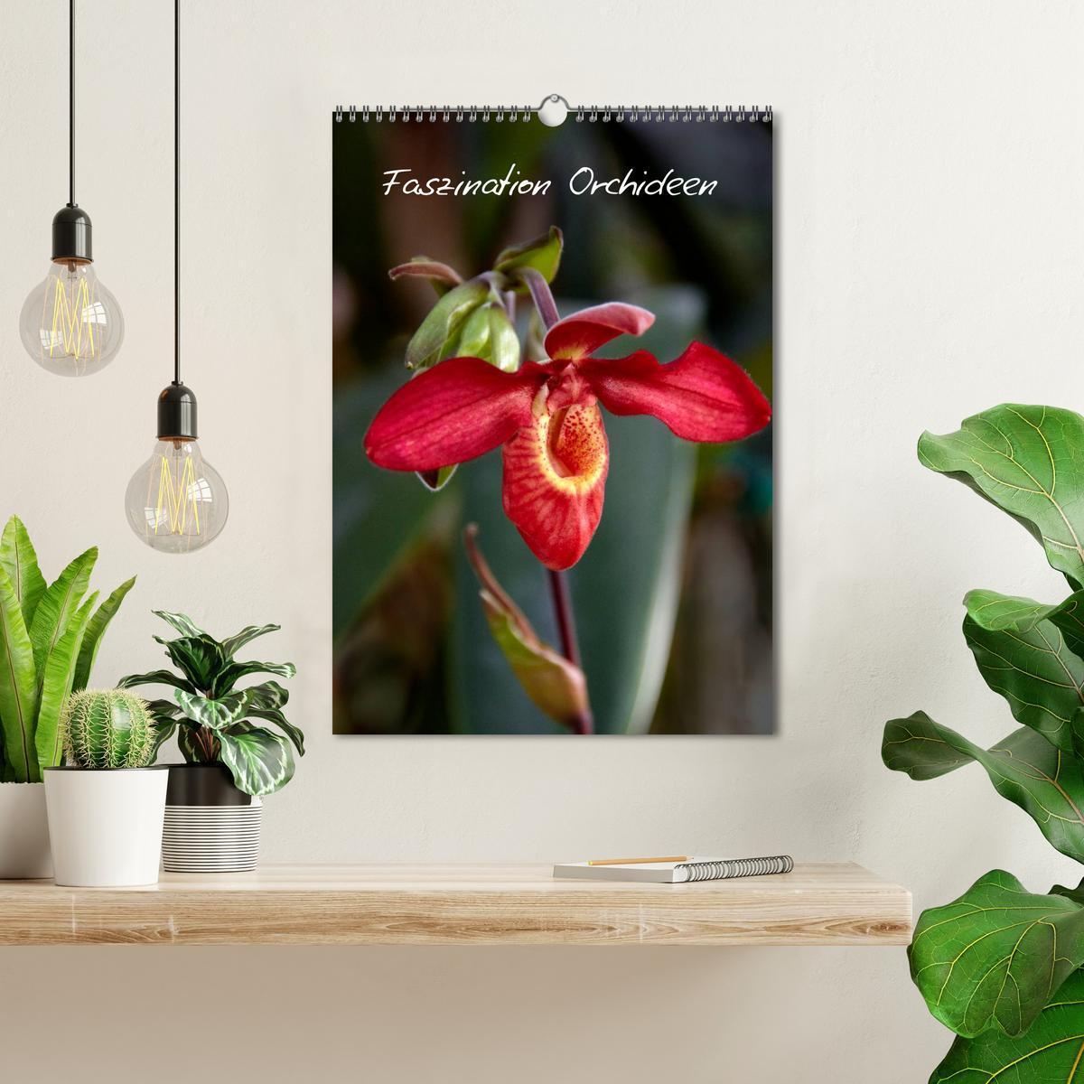 Bild: 9783457085059 | Faszination Orchideen (Wandkalender 2025 DIN A3 hoch), CALVENDO...