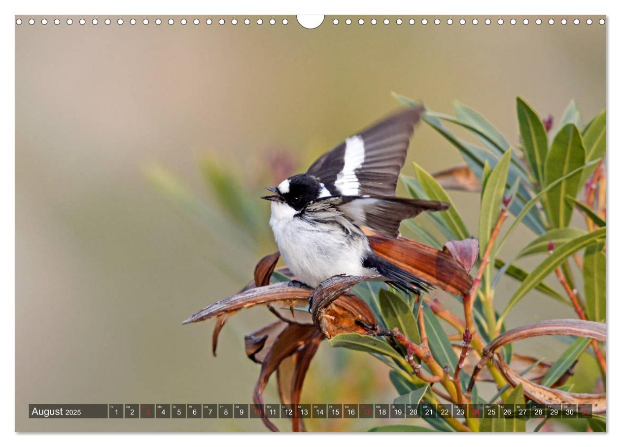 Bild: 9783435192755 | Heimische Singvögel in Feld und Flur (Wandkalender 2025 DIN A3...