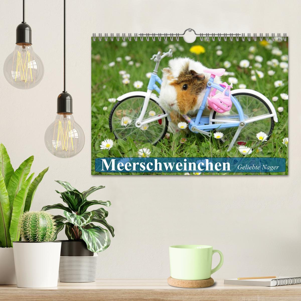 Bild: 9783435509621 | Meerschweinchen. Geliebte Nager (Wandkalender 2025 DIN A4 quer),...