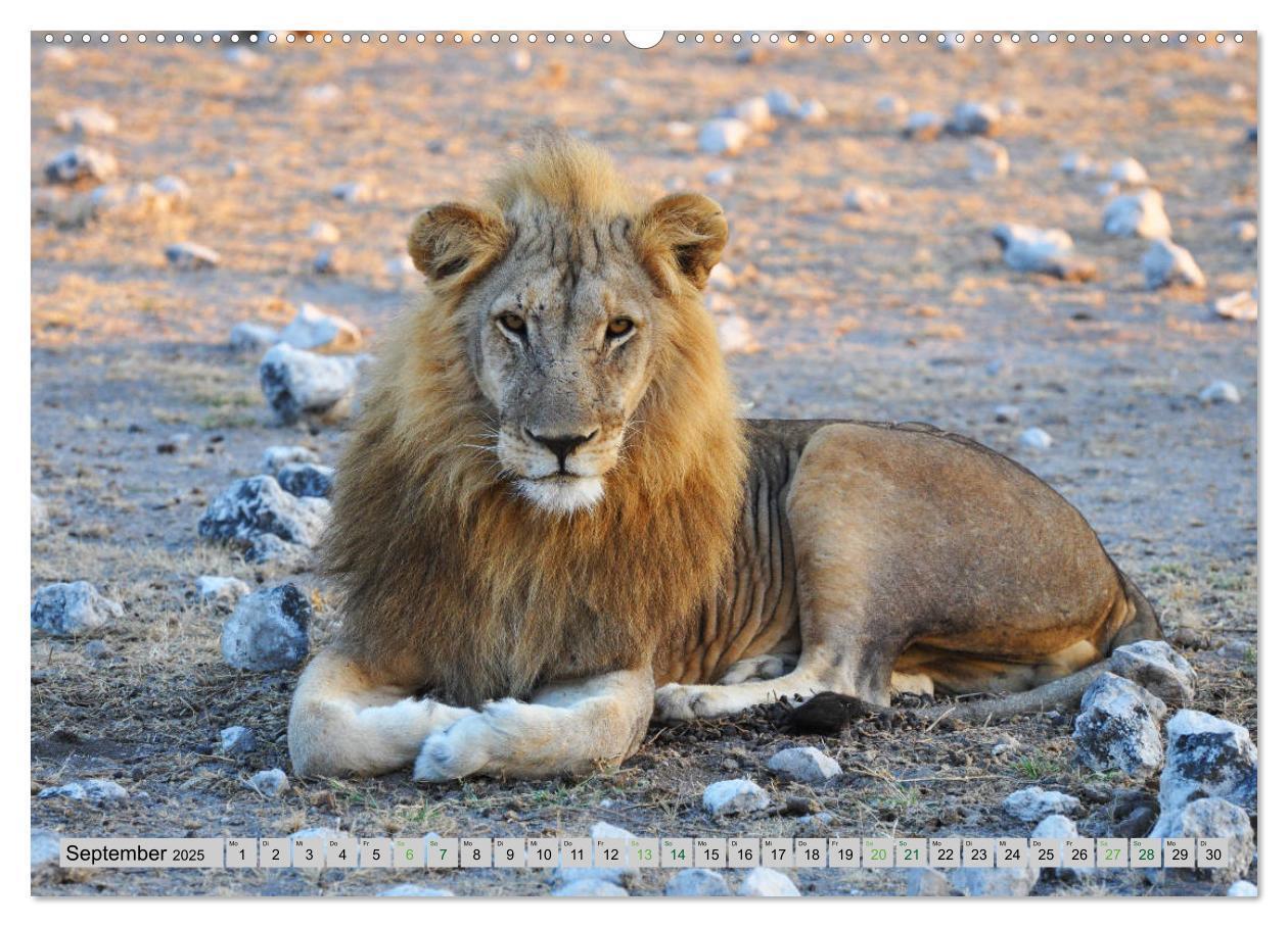 Bild: 9783435355099 | Löwen. Die Könige Afrikas (Wandkalender 2025 DIN A2 quer), CALVENDO...