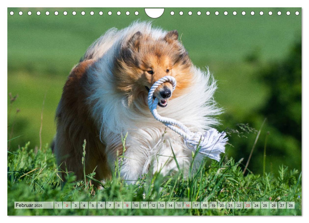 Bild: 9783435312528 | Collie - Das Glück hat 4 Pfoten (Wandkalender 2025 DIN A4 quer),...