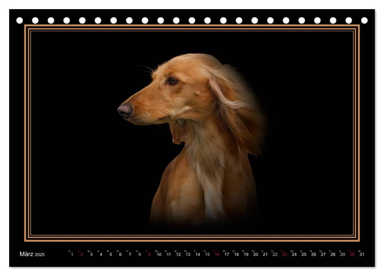 Bild: 9783383823916 | Saluki 2025 (Tischkalender 2025 DIN A5 quer), CALVENDO Monatskalender