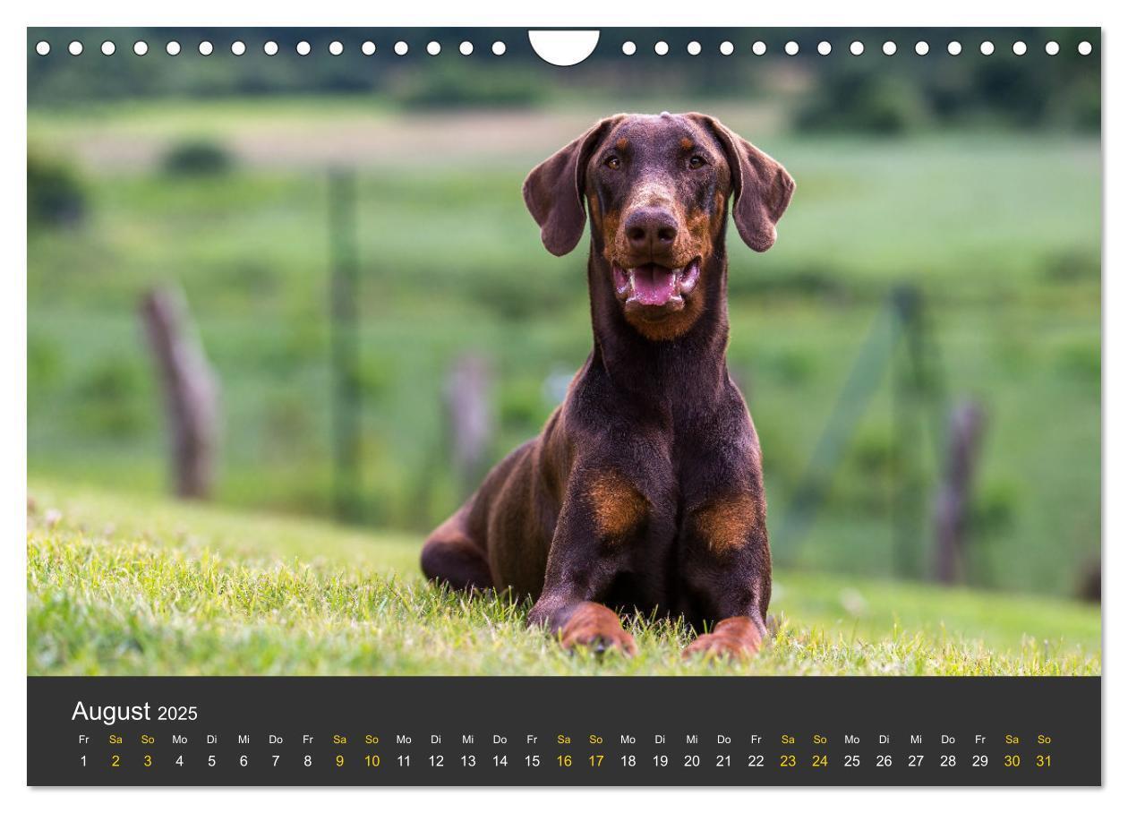 Bild: 9783435639366 | Dobermann 2025 (Wandkalender 2025 DIN A4 quer), CALVENDO...