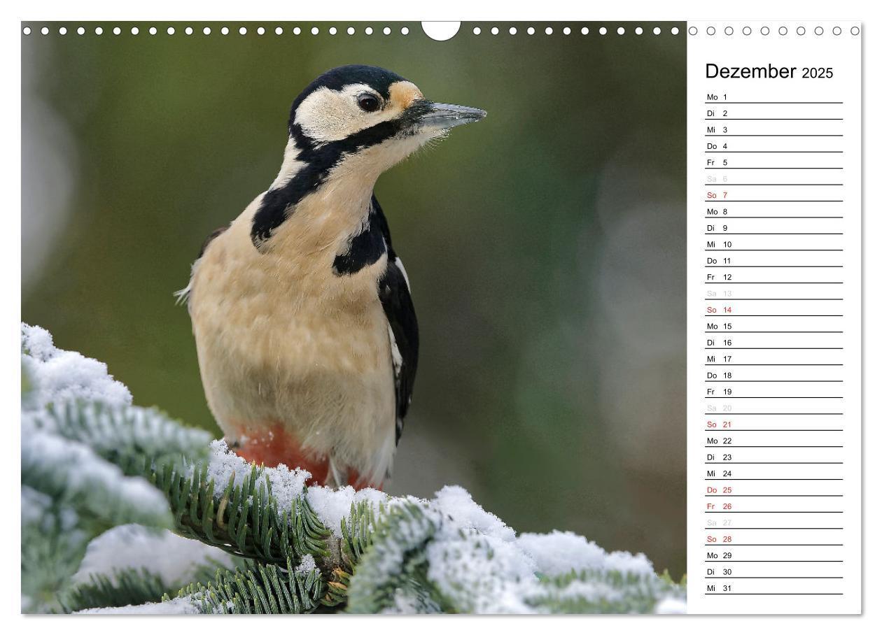 Bild: 9783435544547 | Unsere heimischen Gartenvögel (Wandkalender 2025 DIN A3 quer),...