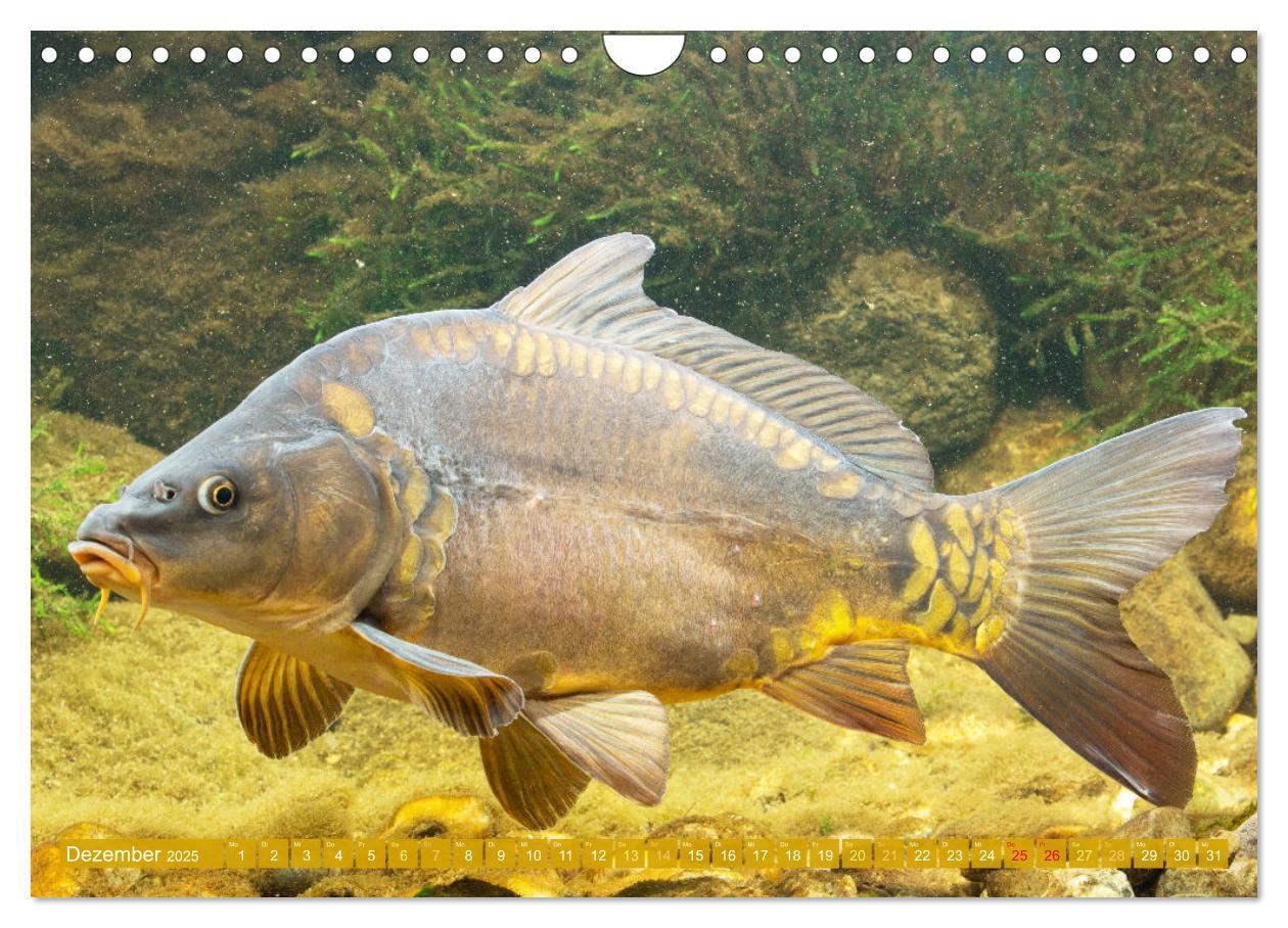 Bild: 9783383856891 | Fische in Teichen und Flüssen (Wandkalender 2025 DIN A4 quer),...