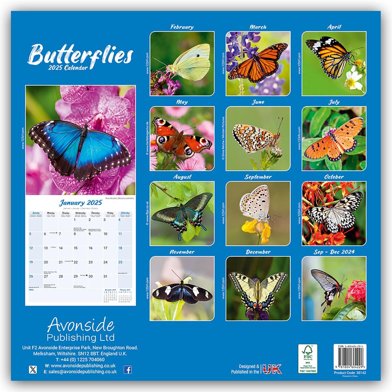 Rückseite: 9781804604229 | Butterflies - Schmetterlinge 2025 - 16-Monatskalender | Ltd | Kalender