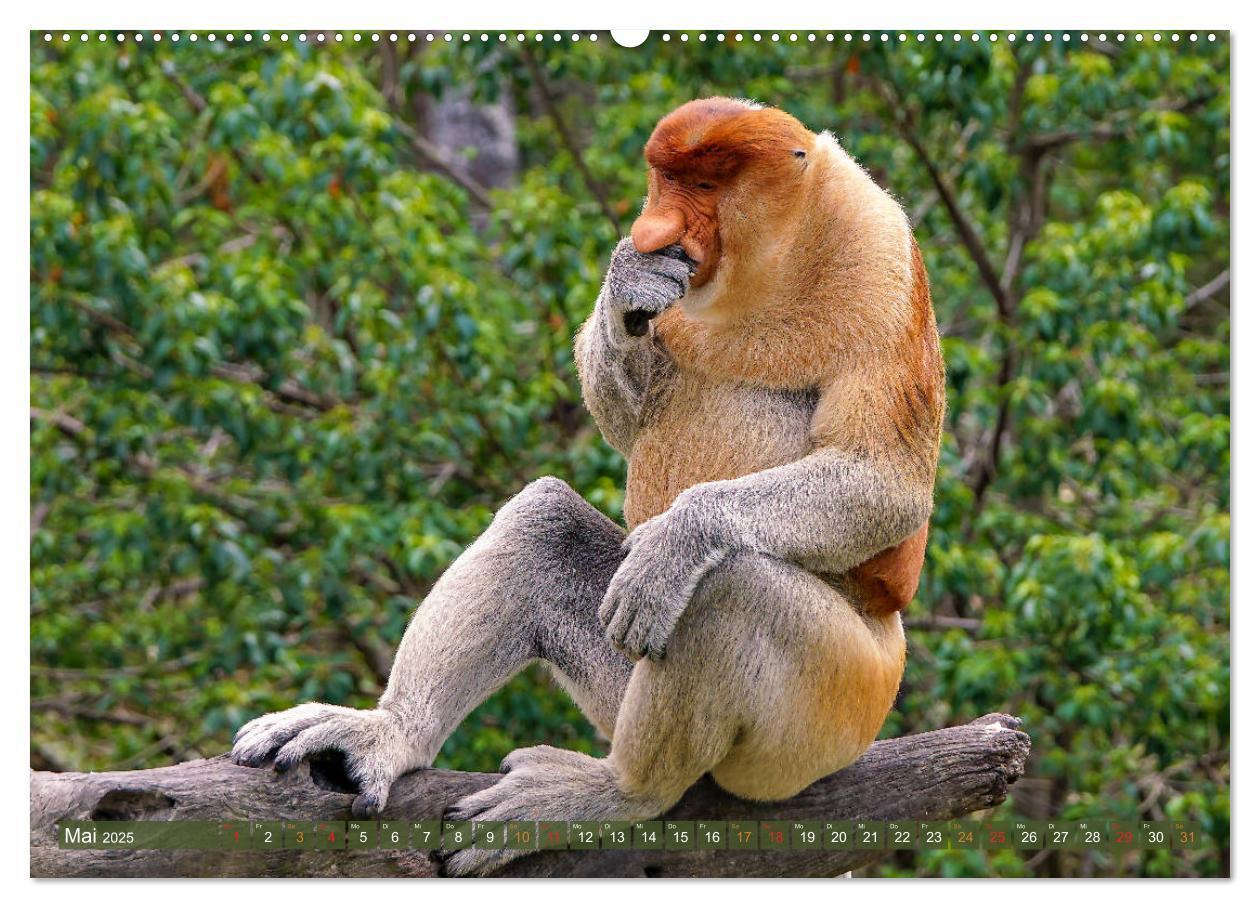 Bild: 9783435218493 | Nasenaffen von Borneo (Wandkalender 2025 DIN A2 quer), CALVENDO...