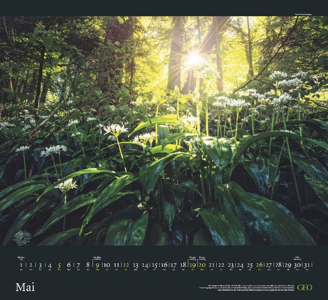 Bild: 4002725988454 | GEO Kalender: Sehnsucht Wald 2024 - Wand-Kalender - Natur-Kalender...
