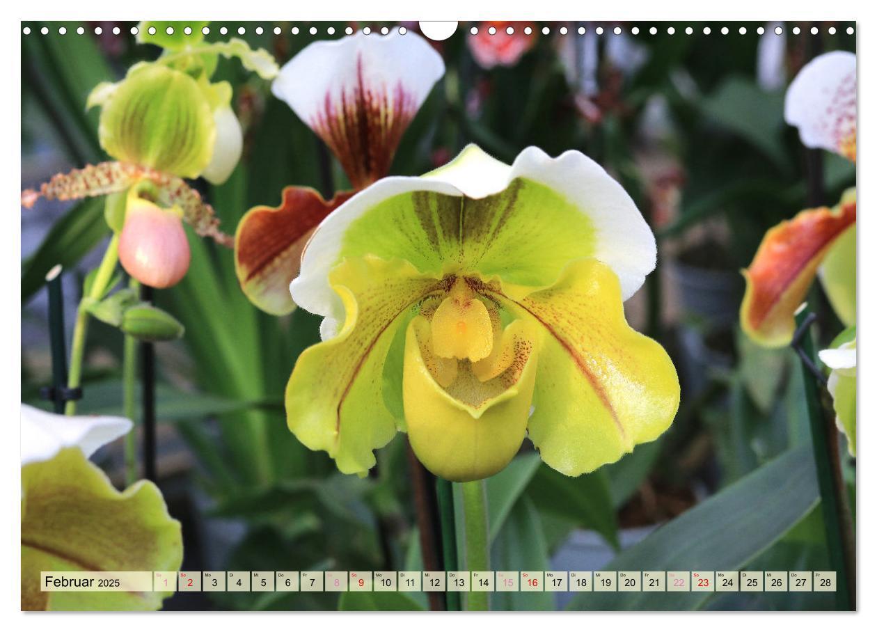 Bild: 9783383765087 | Beliebte Orchideen (Wandkalender 2025 DIN A3 quer), CALVENDO...