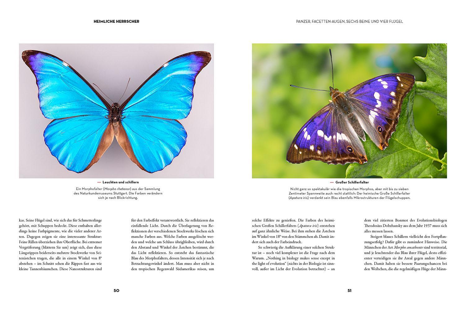 Bild: 9783440176085 | Insekten - Heimliche Herrscher | Ulrich Schmid | Buch | 208 S. | 2023