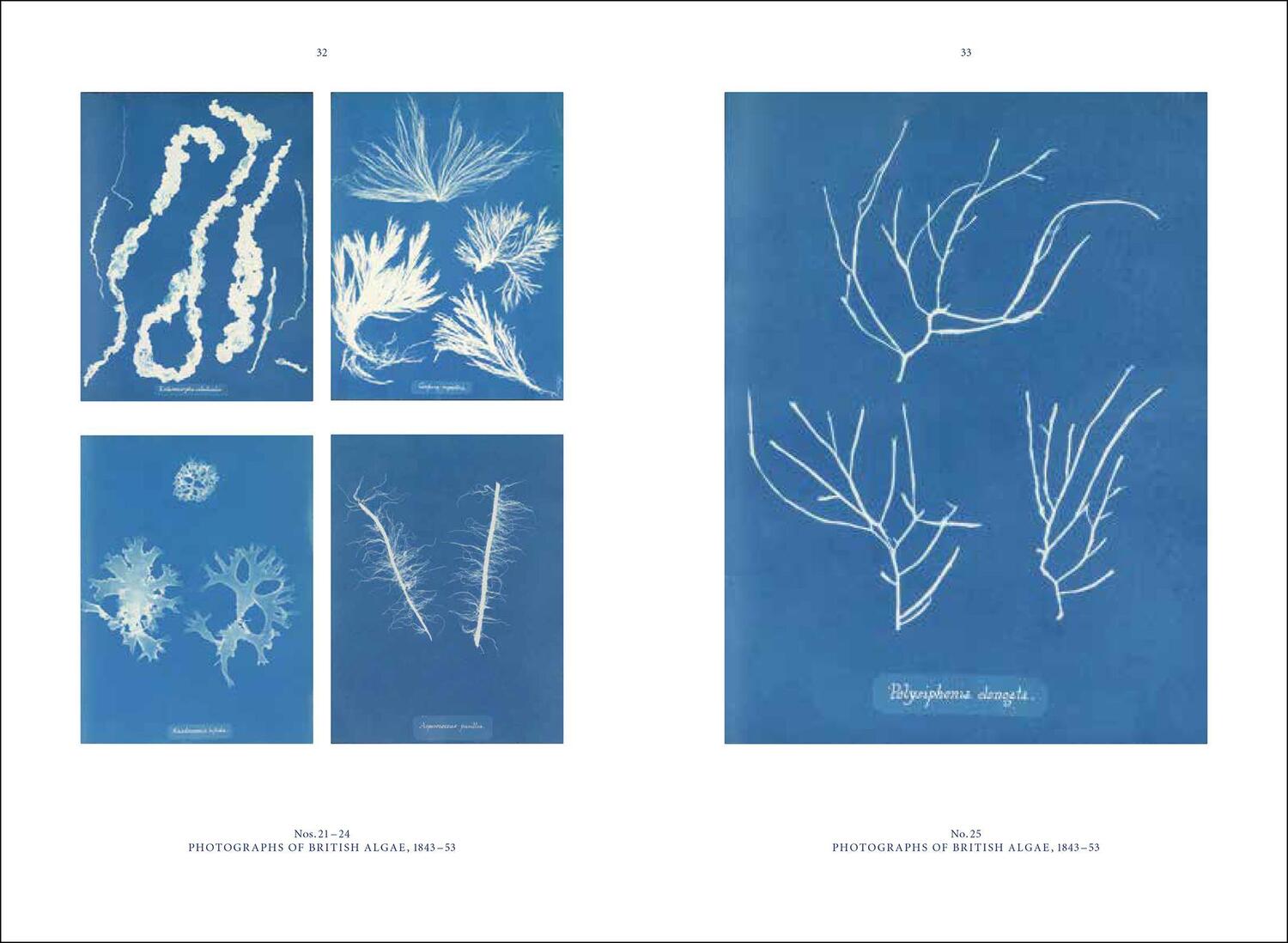 Bild: 9783777438283 | Anna Atkins | Blue Prints | Rolf Sachsse | Buch | 72 S. | Englisch