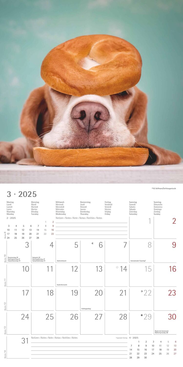 Bild: 4251732340810 | Funny Dogs 2025 - Broschürenkalender 30x30 cm (30x60 geöffnet) -...