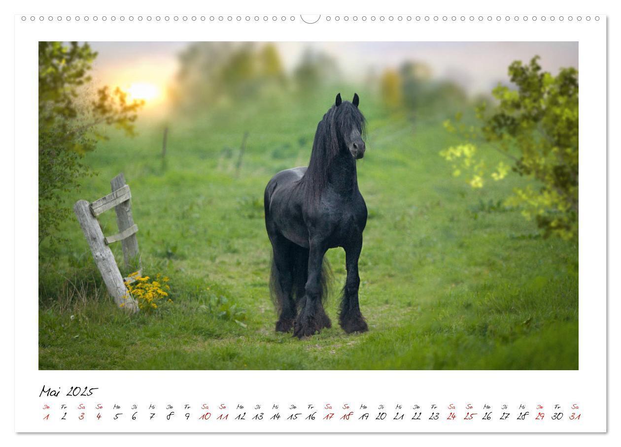 Bild: 9783435235407 | Friesen - stolze Giganten (Wandkalender 2025 DIN A2 quer), CALVENDO...