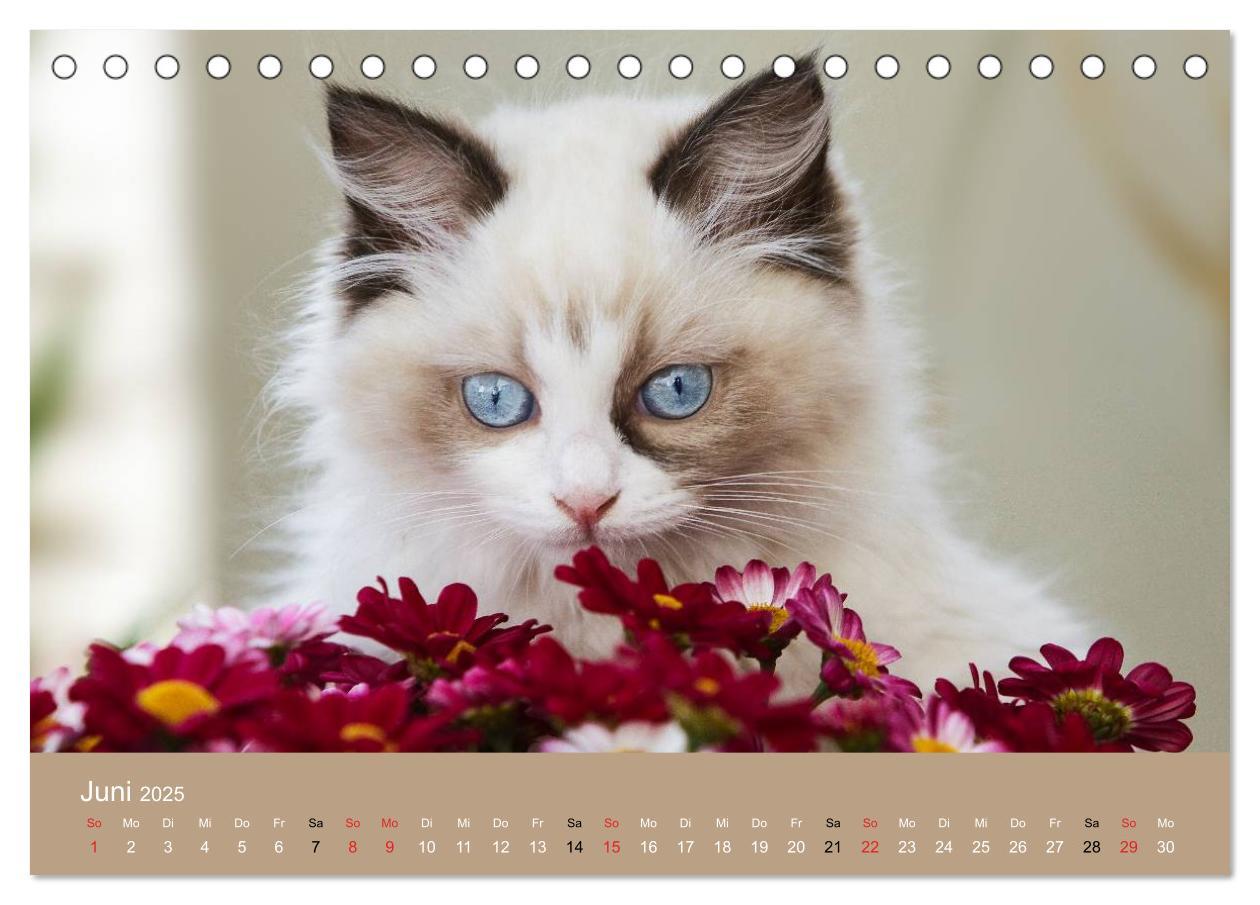 Bild: 9783435490943 | Verliebt in Ragdolls ... die sanfte Katzenrasse (Tischkalender 2025...