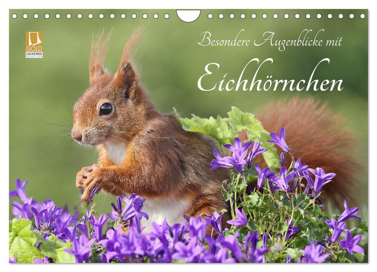 Cover: 9783435567027 | Besondere Augenblicke mit Eichhörnchen (Wandkalender 2025 DIN A4...