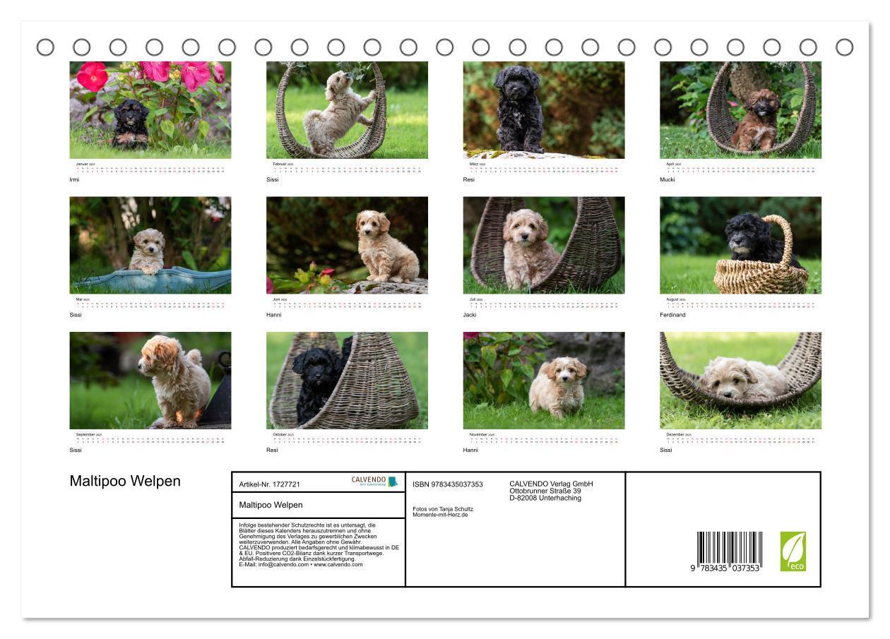 Bild: 9783435037353 | Maltipoo Welpen (Tischkalender 2025 DIN A5 quer), CALVENDO...